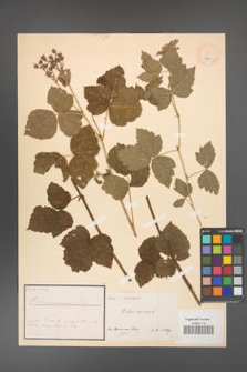Rubus caesius [KOR 18493]