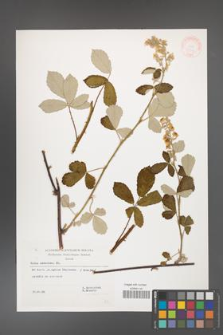 Rubus canescens [KOR 32514]