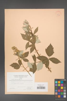 Rubus canescens [KOR 27042]