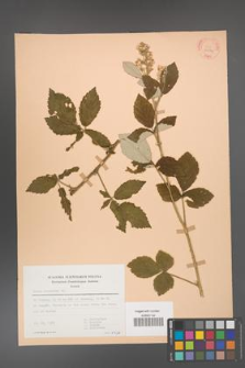 Rubus canescens [KOR 30584]