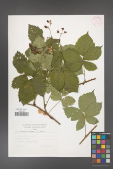 Rubus camptostachys [KOR 30561]