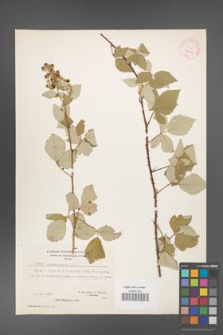 Rubus canescens [KOR 27060]