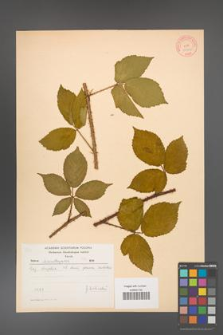 Rubus chlorothyrsos [KOR 10546]