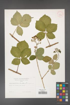 Rubus corylifolius [KOR 32247]