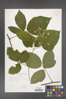 Rubus chaerophylloides [KOR 29392]