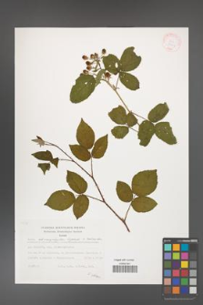 Rubus chaerophylloides [KOR 29454]