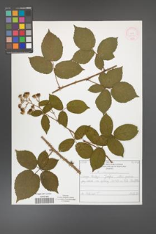 Rubus chaerophylloides [KOR 52003]