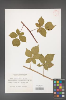 Rubus corylifolius [KOR 31835]