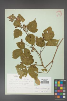 Rubus corylifolius [KOR 31535]
