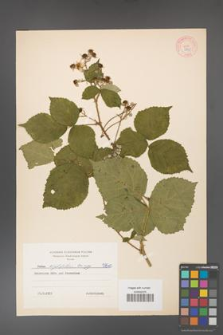 Rubus corylifolius [KOR 5840]