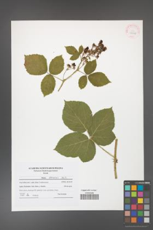 Rubus dollnensis [KOR 42048]