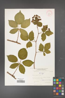 Rubus divaricatus [KOR 32304]
