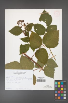 Rubus corylifolius [KOR 51912]