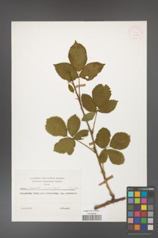 Rubus gracilis [KOR 30913]