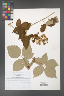 Rubus crispomarginatus [KOR 51727]