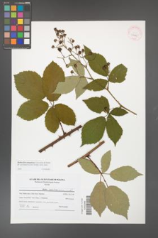 Rubus flos-amygdalae [KOR 41495]