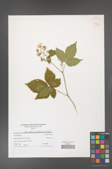 Rubus gothicus [KOR 41174]