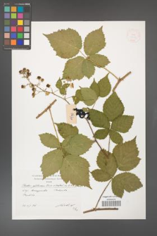 Rubus gothicus [KOR 38318]