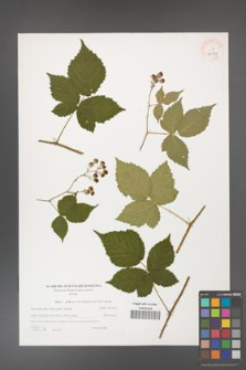 Rubus gothicus [KOR 40597]