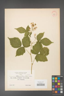 Rubus gothicus [KOR 8357]