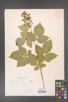 Rubus grabowskii [KOR 7182]