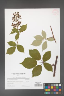 Rubus grabowskii [KOR 43978]