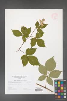Rubus grabowskii [KOR 44584]