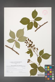 Rubus grabowskii [KOR 44592]