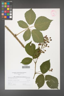 Rubus grabowskii [KOR 44591]