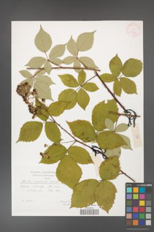 Rubus grabowskii [KOR 29604]