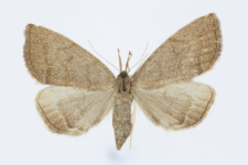 Pechipogo strigilata