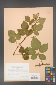 Rubus gracilis [KOR 25525]