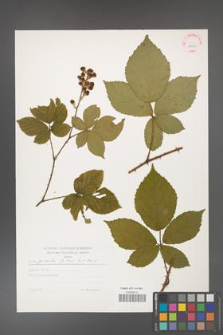 Rubus gracilis [KOR 29225]
