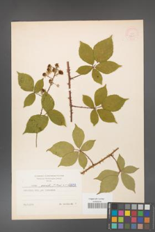 Rubus gracilis [KOR 52601]