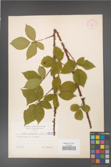 Rubus gracilis [KOR 5839]