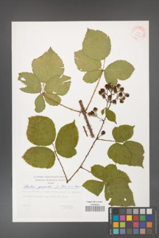 Rubus gracilis [KOR 29399]
