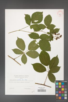 Rubus gracilis [KOR 39118]