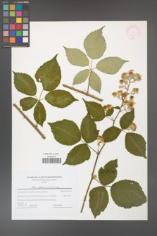 Rubus guttiferus [KOR 44737]