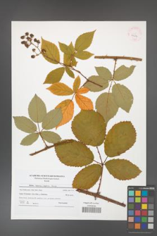 Rubus henrici-egonis [KOR 41514]