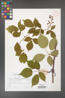 Rubus grabowskii [KOR 38971]