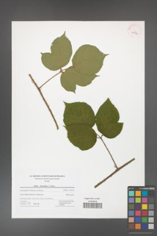 Rubus hercynicus [KOR 42794]