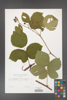Rubus hevellicus [KOR 38340]