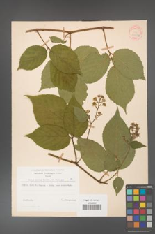 Rubus hirtus [KOR 31298a]
