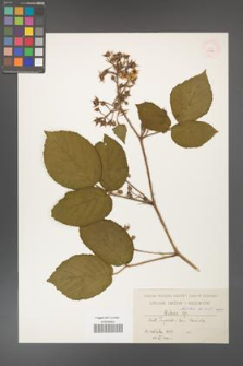Rubus hirtus [KOR 10788]