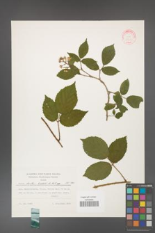 Rubus hirtus [KOR 31315]