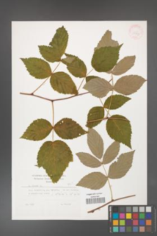 Rubus idaeus [KOR 29867]