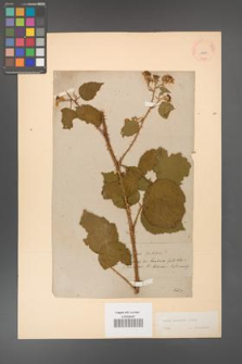 Rubus koehleri [KOR 10841]
