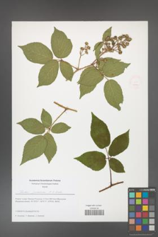 Rubus josholubii [KOR 51666]
