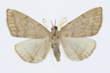 Pechipogo strigilata