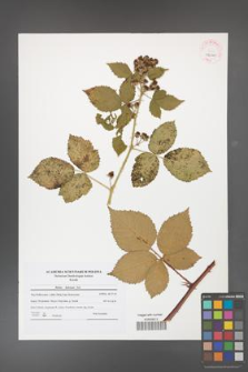 Rubus kuleszae [KOR 42000]